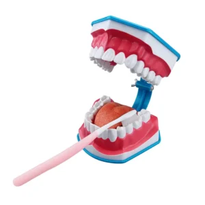 dental model