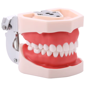 Dental Typodont Model
